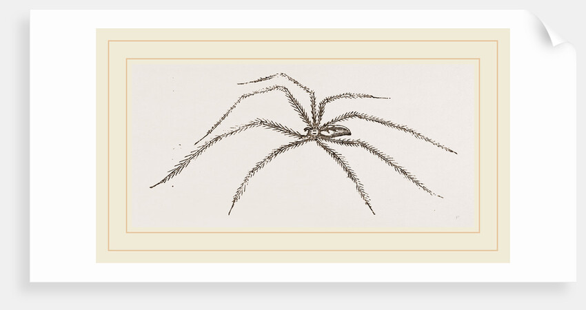 Long legged House-Spider by Anonymous
