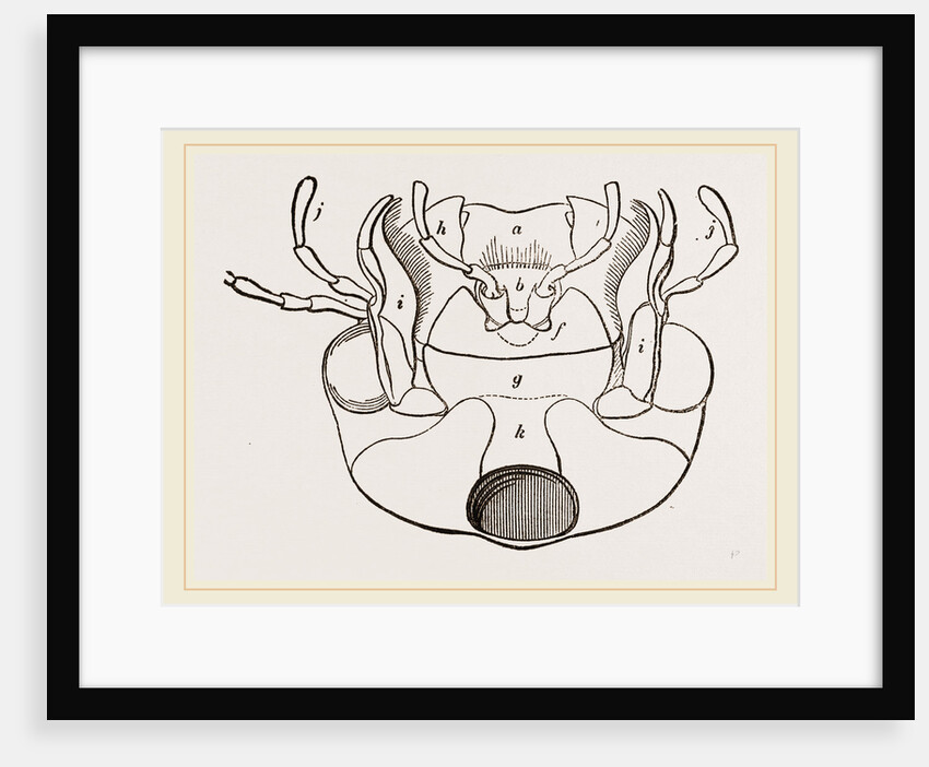 Month of Water-Beetle by Anonymous