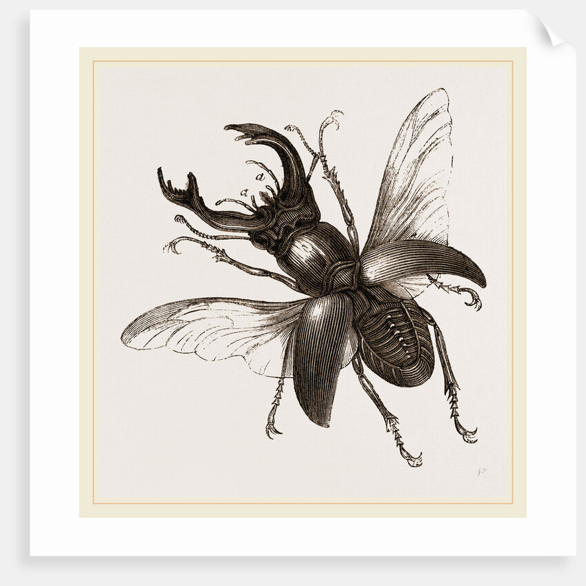 Stag Beetle, beetle in the family Lucanidae by Anonymous
