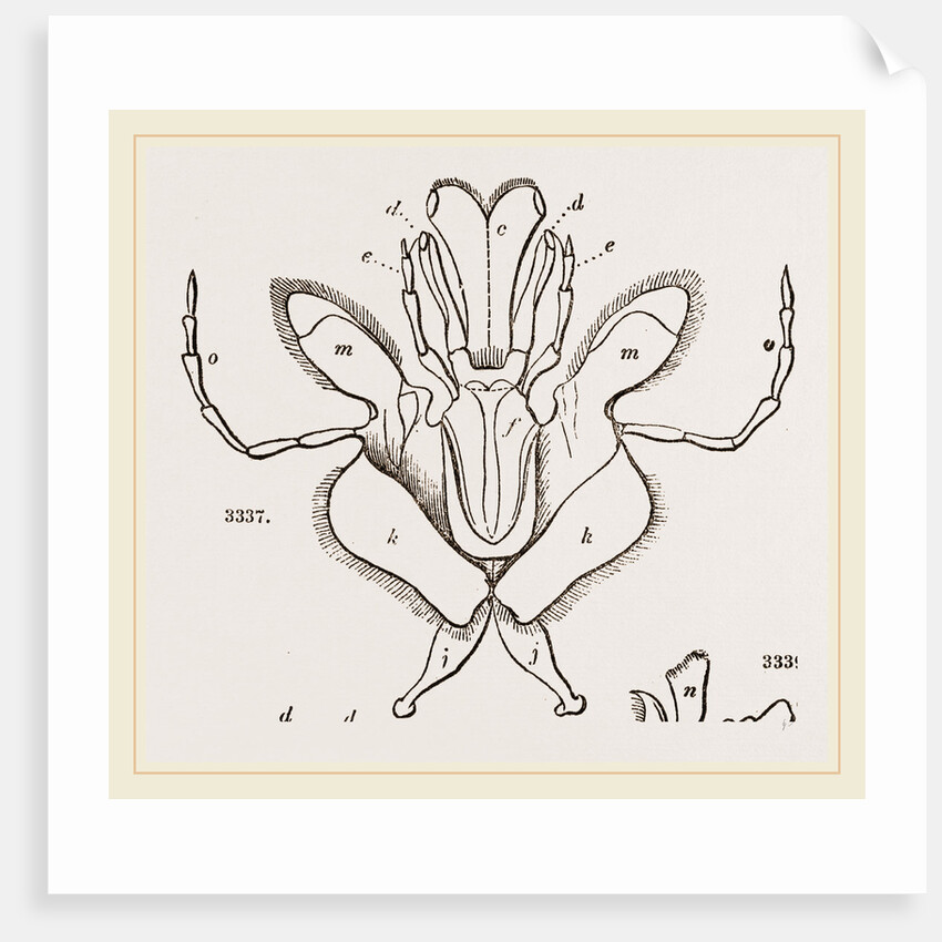 Parts of Mouth various Insects by Anonymous