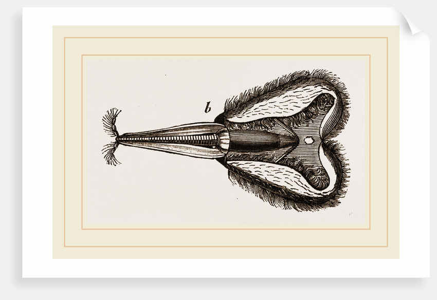 Mouth of Bee by Anonymous