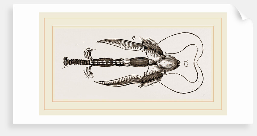 Mouth of Bee by Anonymous