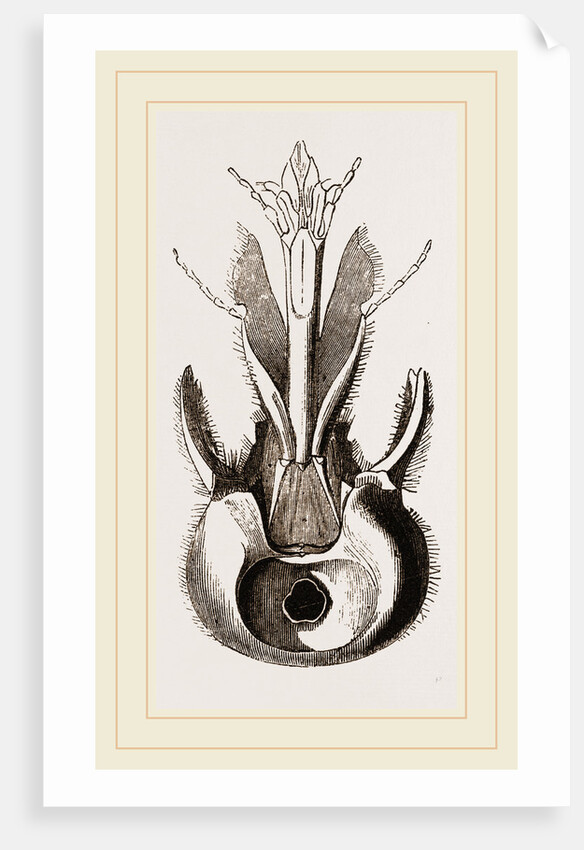 Head of Pee by Anonymous