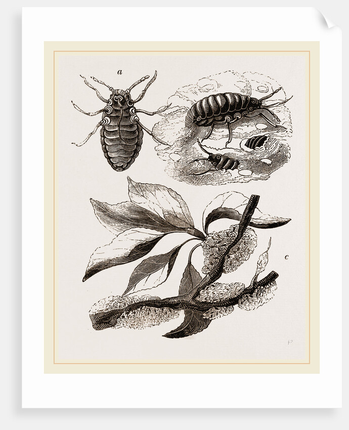 Apple-Aphis by Anonymous