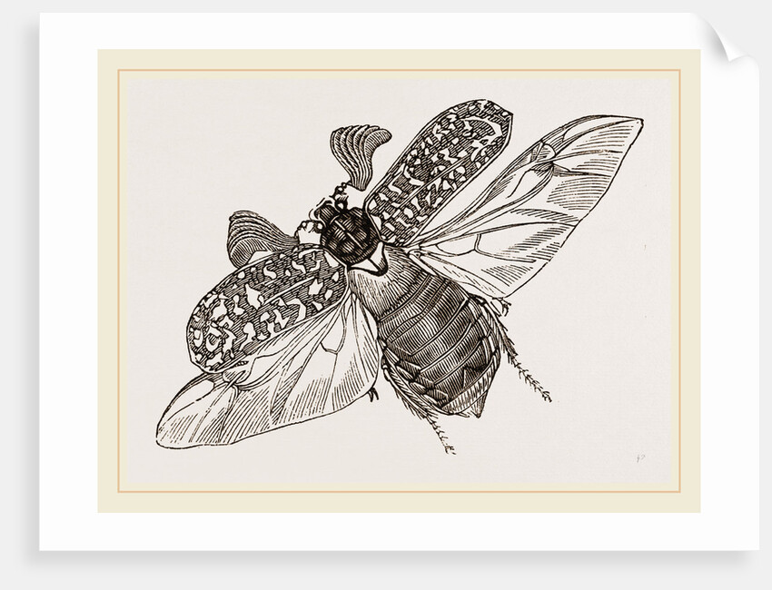 Beetle flying by Anonymous