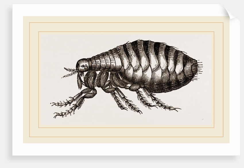 Flea by Anonymous