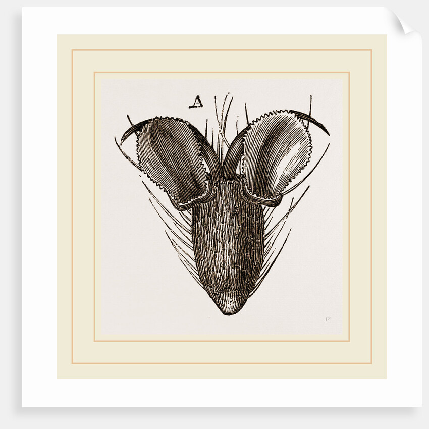 Foot of Bluebottle-Fly by Anonymous