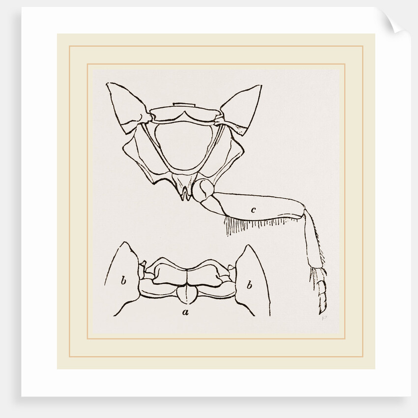 Parts of Thorax Beetle by Anonymous