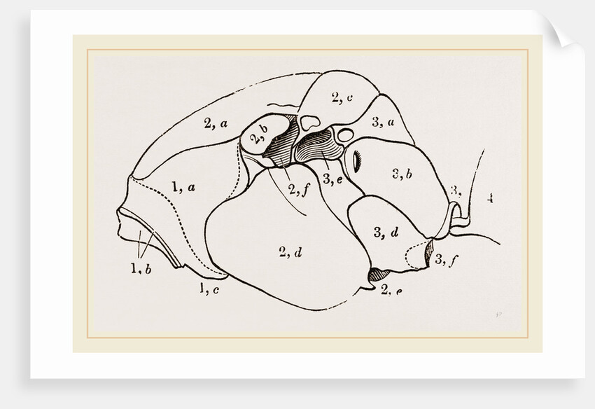 Thorax of Hornet by Anonymous