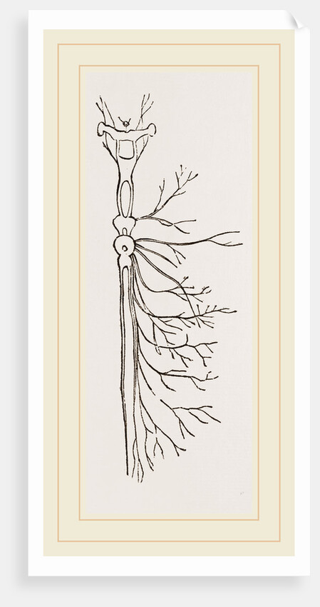 Nervous System in Chaffer-Beetle and Larva by Anonymous