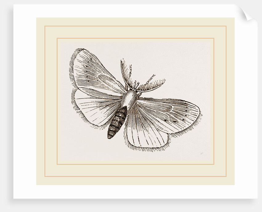 Moth by Anonymous