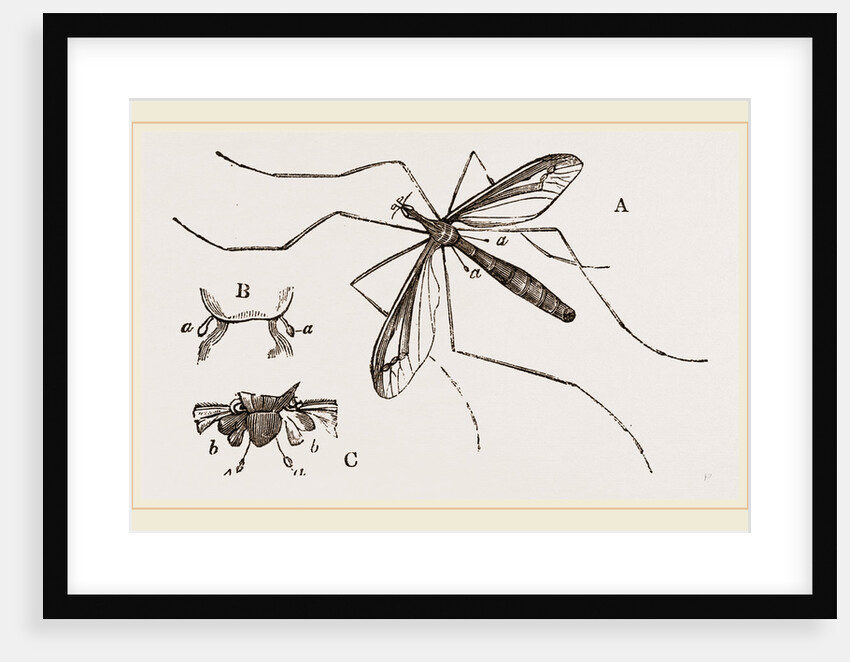 Father Long-legs by Anonymous