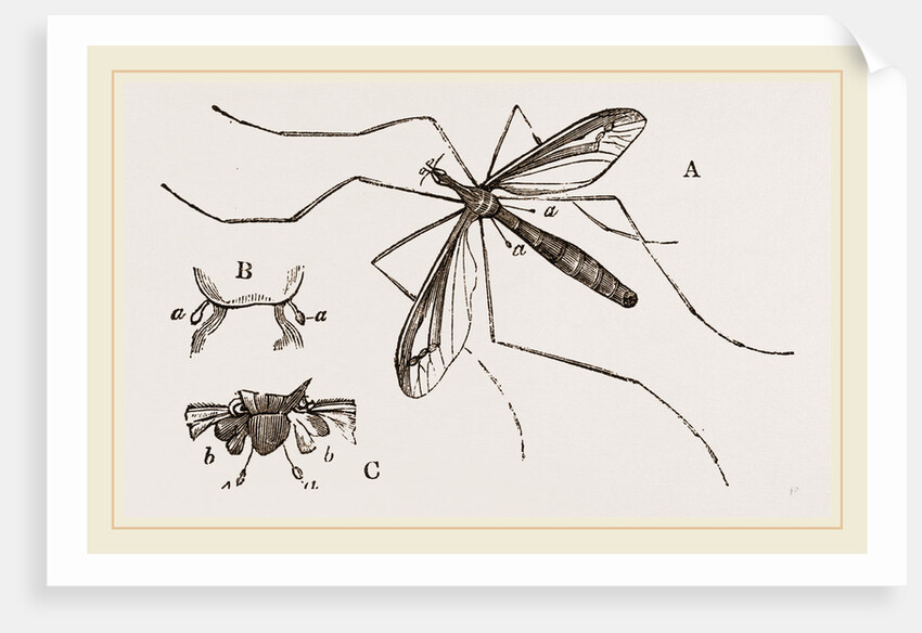 Father Long-legs by Anonymous