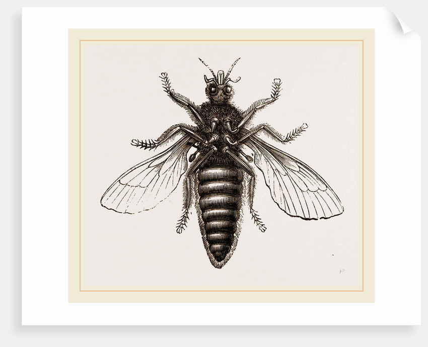 Under Surface of Two-winged Insect by Anonymous
