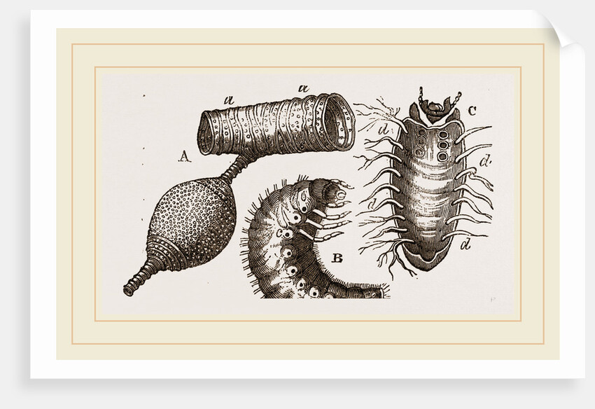 Details of Rhinoceros Beetle by Anonymous