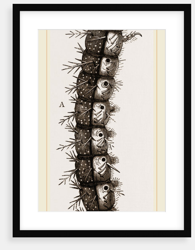Caterpillar and Viscera of Tortoiseshell Butterfly by Anonymous