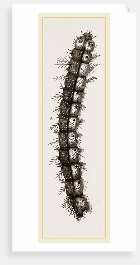 Caterpillar and Viscera of Tortoiseshell Butterfly by Anonymous