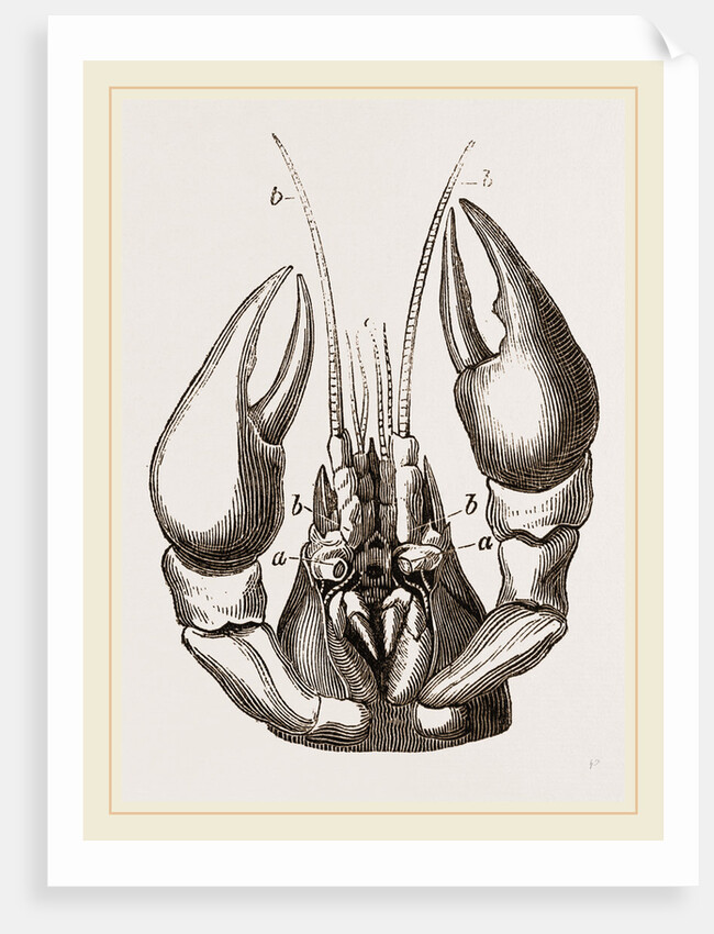 Head of Lobster by Anonymous