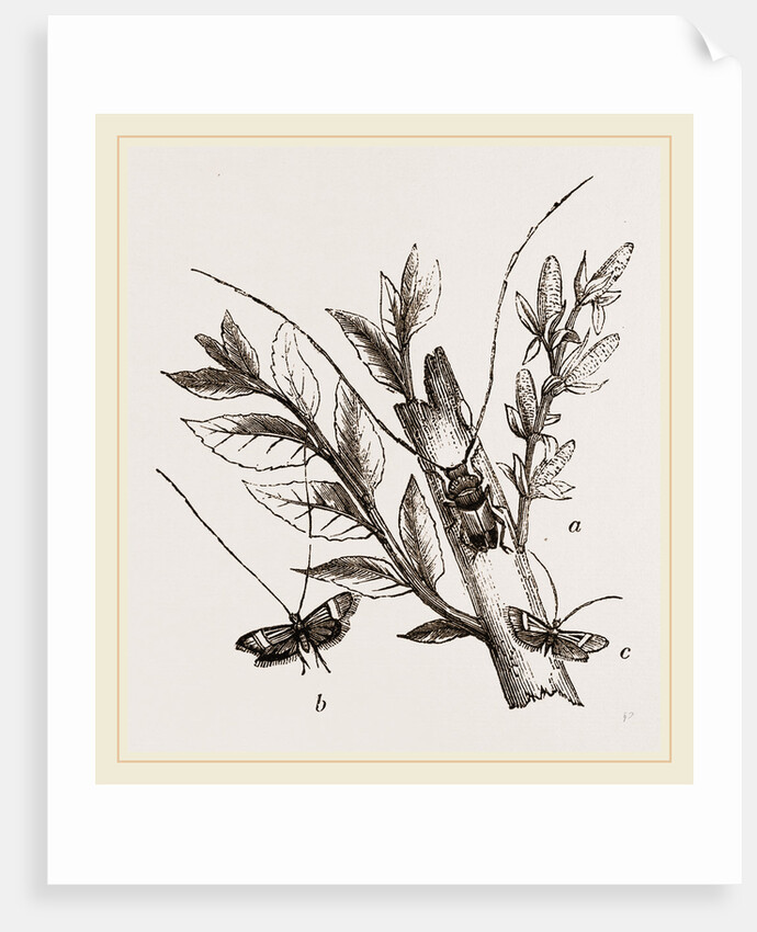 Acanthocinus aedilis and dela by Anonymous