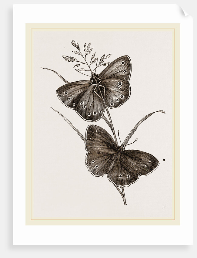 Ringlet Butterfly and Poa Grass by Anonymous