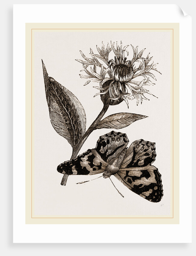 Painted Lady and Alpine Bluebottle by Anonymous