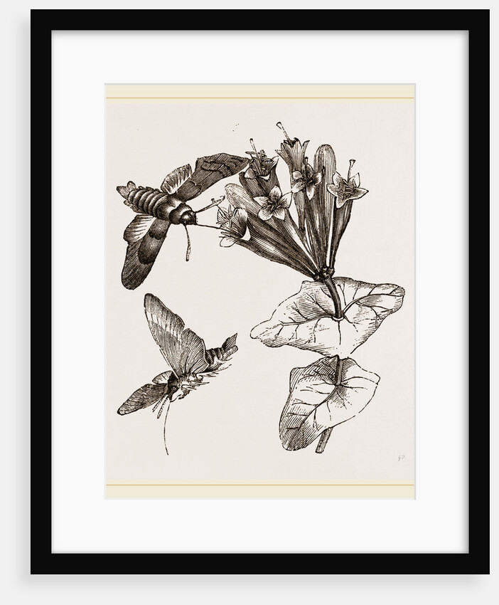 Humming-bird Moth and Honeysuckle by Anonymous