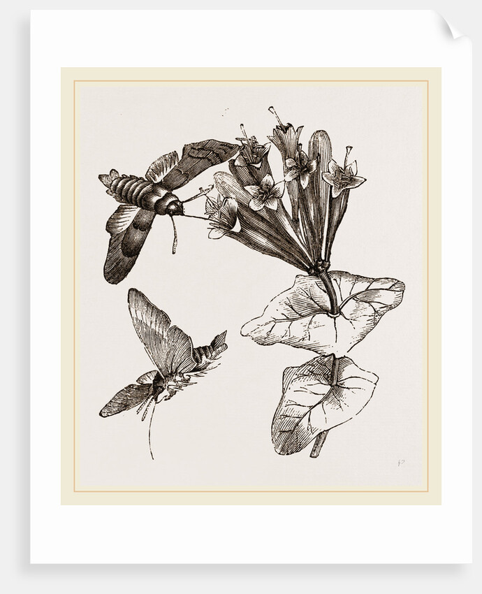 Humming-bird Moth and Honeysuckle by Anonymous
