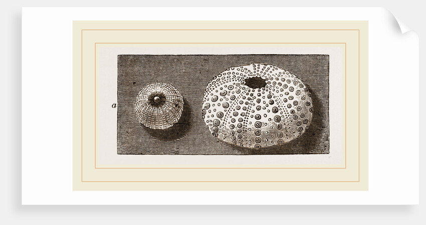 Egg of Angleshades Moth and Sea-Egg by Anonymous