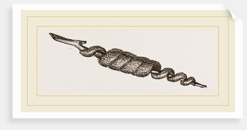 Eggs of unknown Moth by Anonymous