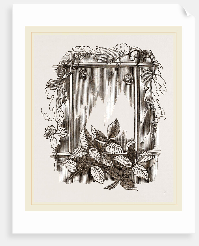 Two Groups of Eggs Rose-leaf Roller by Anonymous