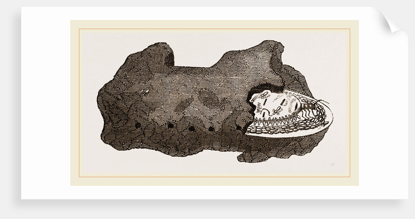 Cell of Queen Termites by Anonymous