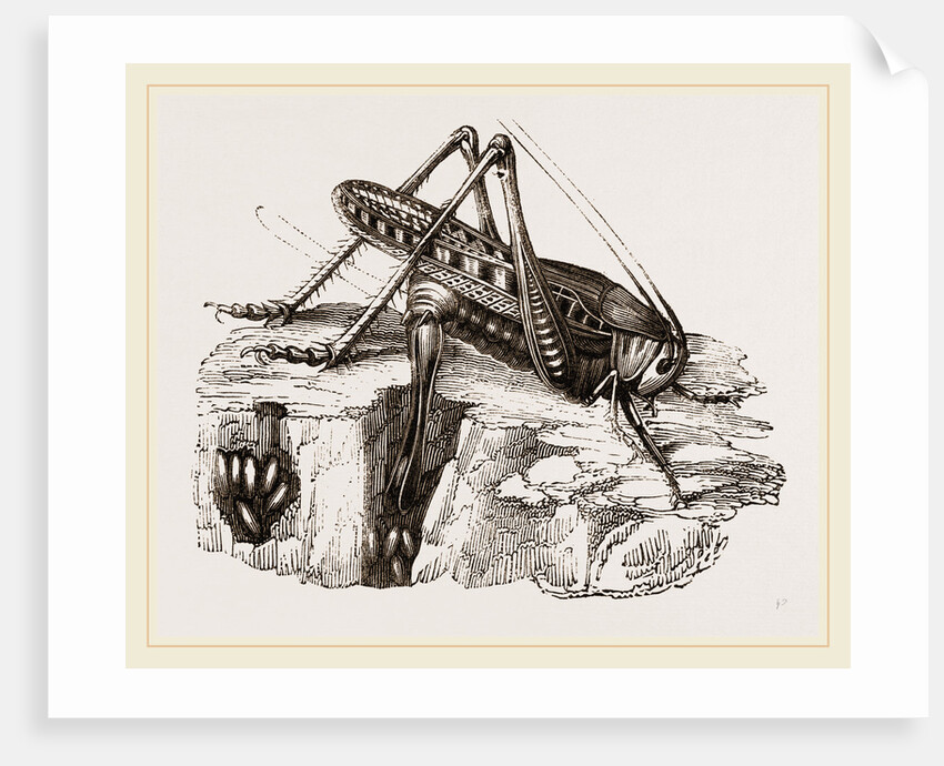 Spotted Grasshopper and Eggs by Anonymous