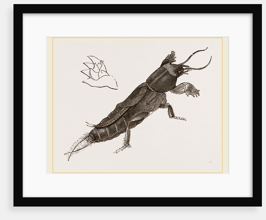 Mole-Cricket by Anonymous