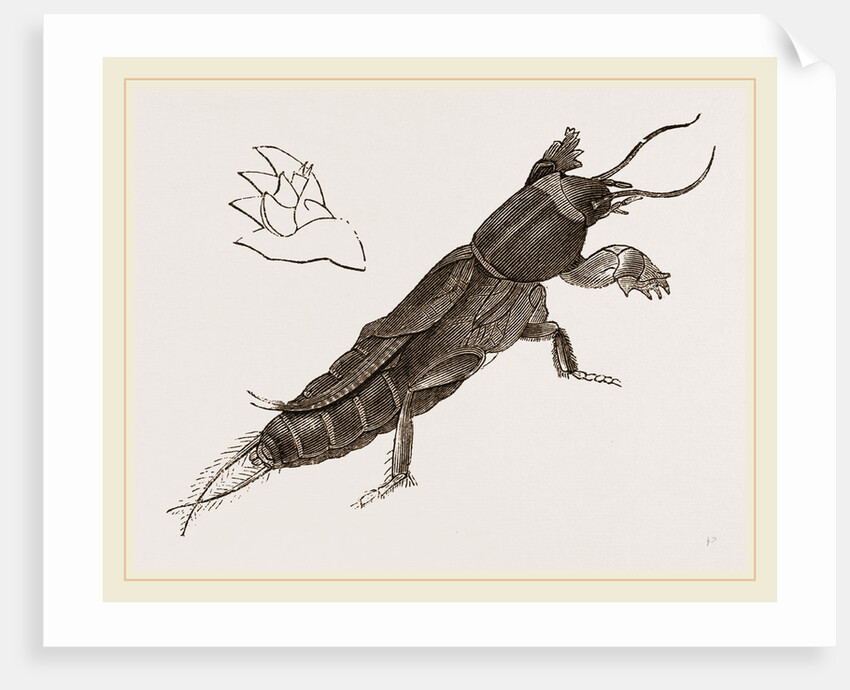 Mole-Cricket by Anonymous