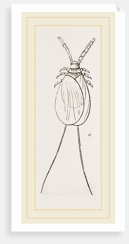 Cochineal Insects by Anonymous