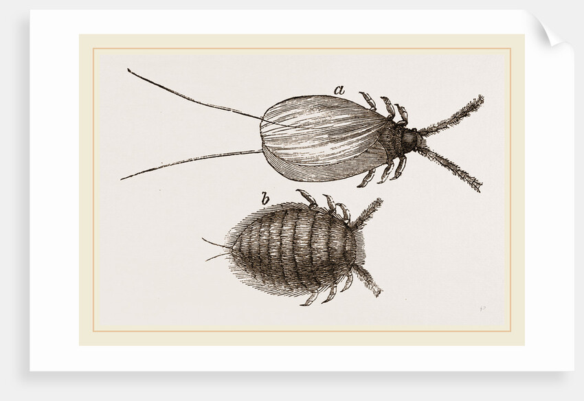 Cochineal Insects by Anonymous