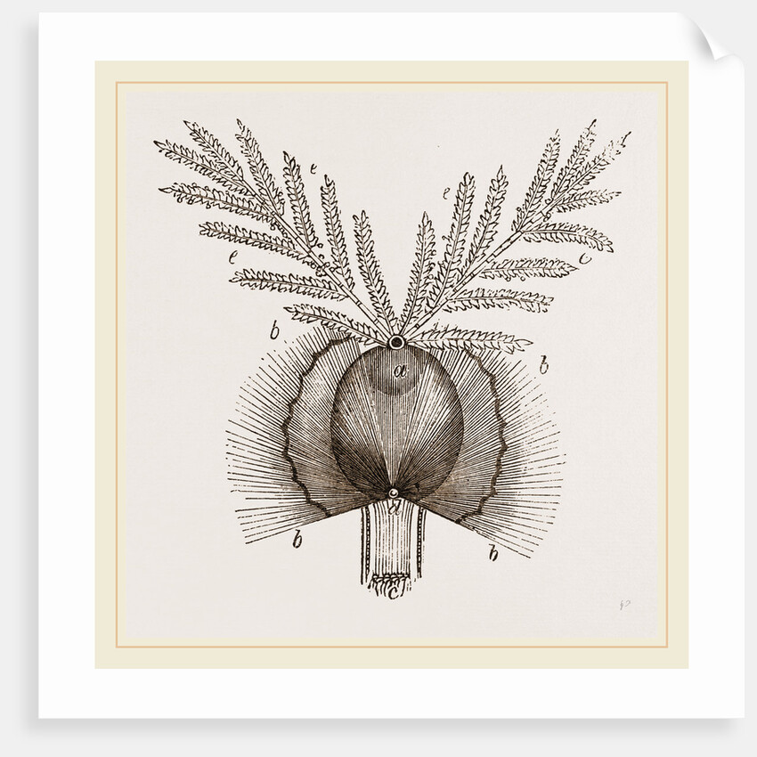 Germination of a Grain Wheat by Anonymous