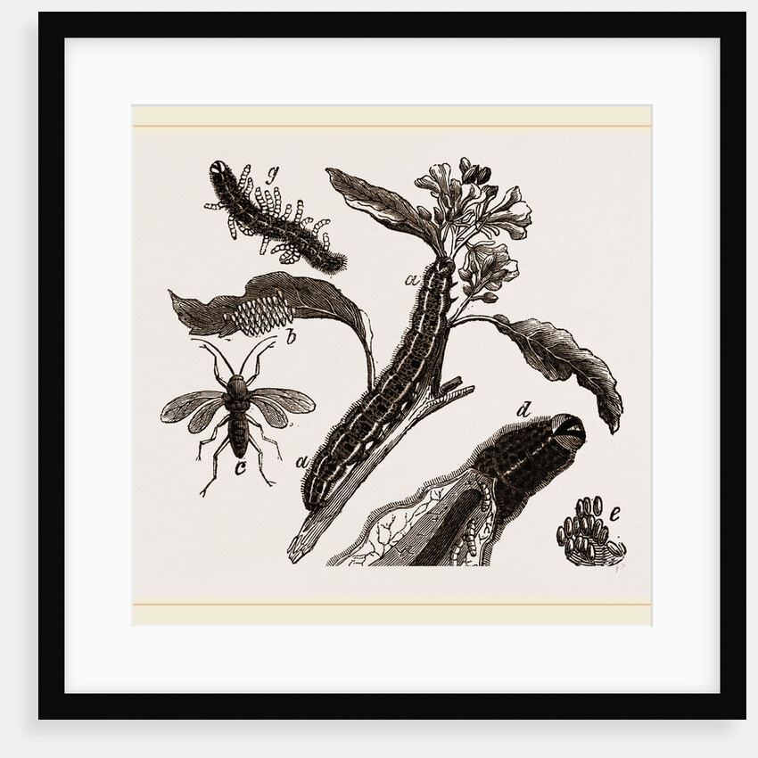 Ichneumons and Caterpillars by Anonymous