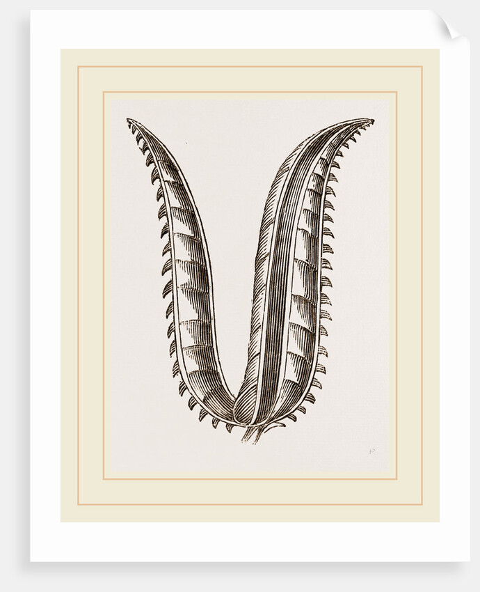 Ovipositor of Saw-Fly by Anonymous