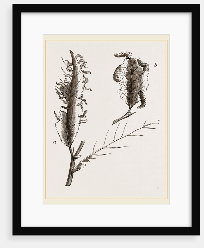 Caterpillars on the Ozier and Alder by Anonymous