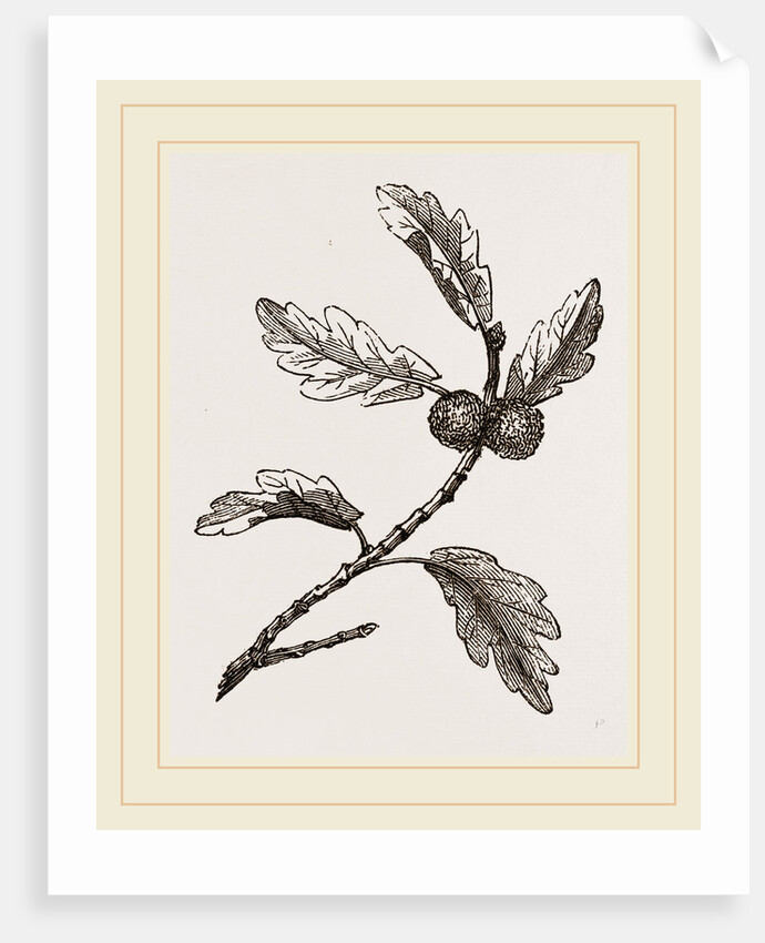 Galls of Oak by Anonymous