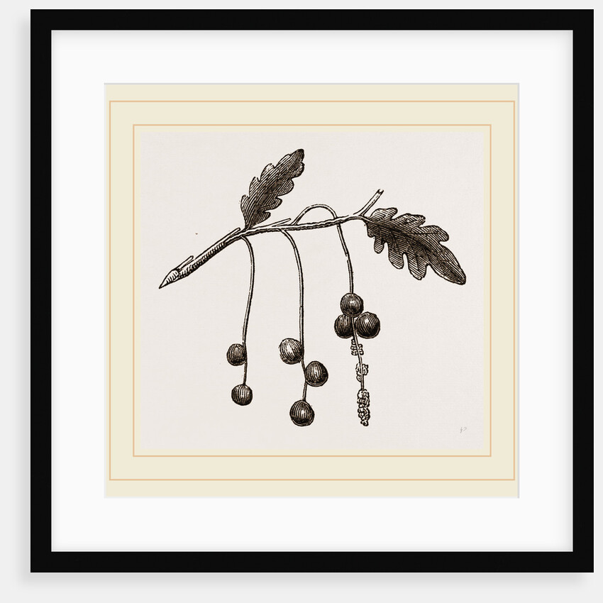Currant-galls on Oak by Anonymous