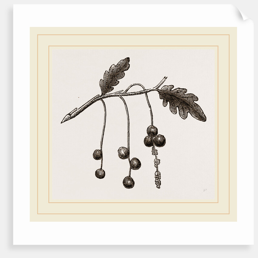 Currant-galls on Oak by Anonymous
