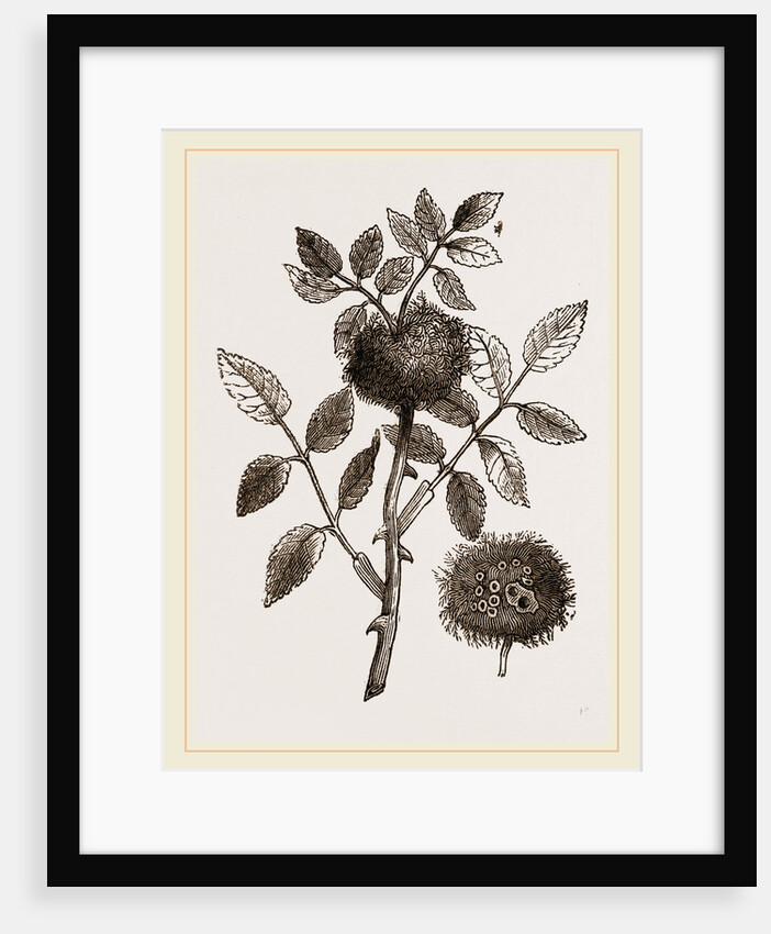 Bedeguar-gall of wild Rose by Anonymous
