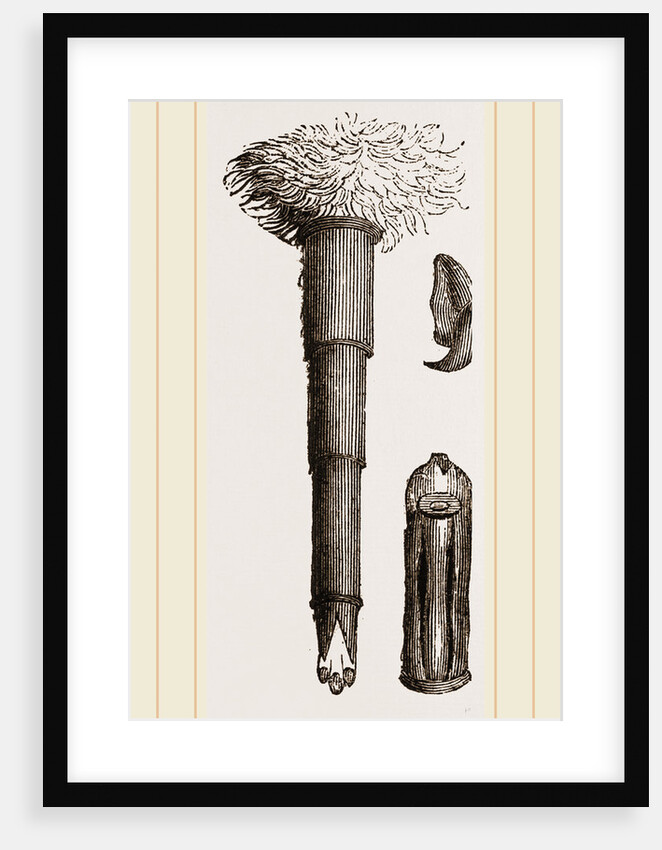 Ovipositor of Gadfly by Anonymous