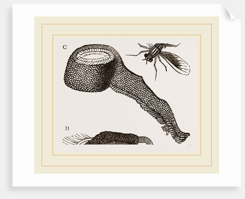 Chequered Blow-Fly and Larvae by Anonymous