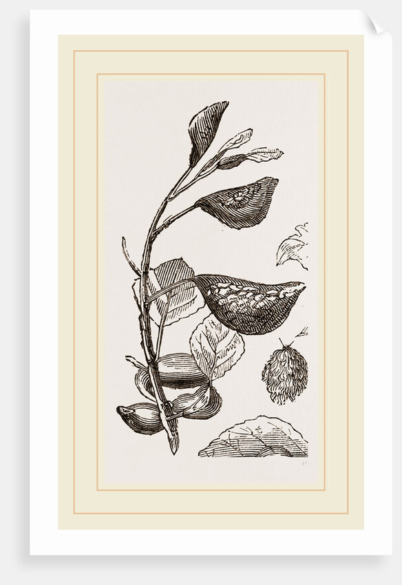 Eriosoma and Galls on Poplar by Anonymous