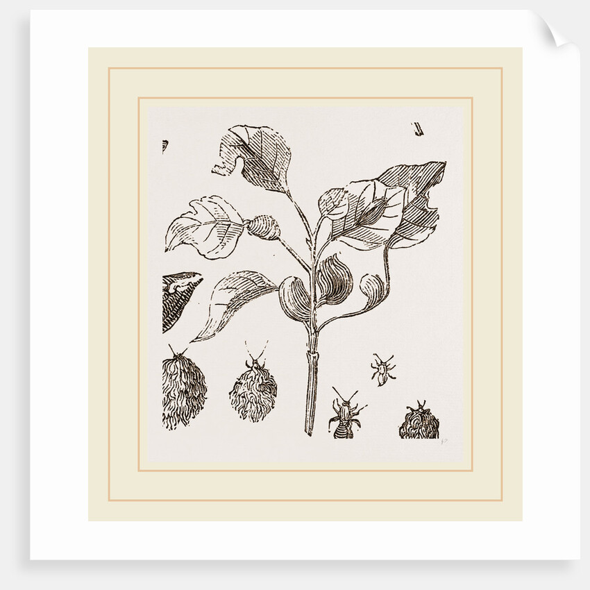 Eriosoma and Galls on Poplar by Anonymous