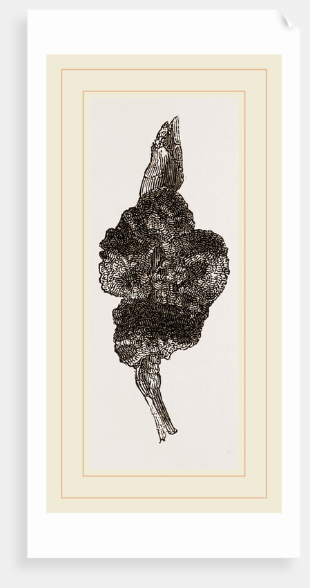 Pseudo-gall on Hawthorn by Anonymous