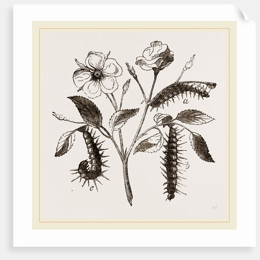 Caterpillars of Admirable Butterfly by Anonymous